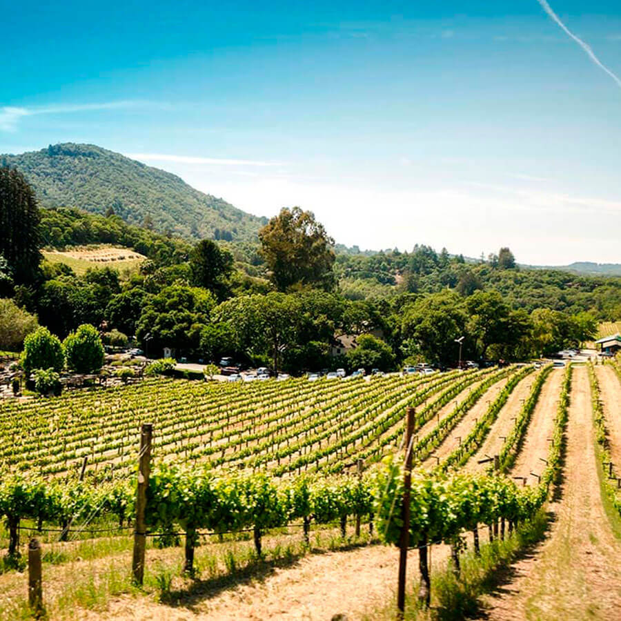 senderismo y enoturismo en El Bierzo