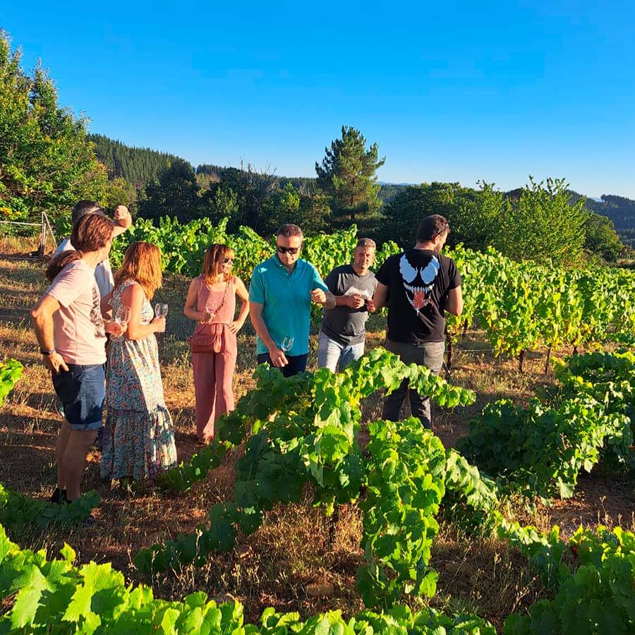 visita al viñedo en la cata de vino y queso