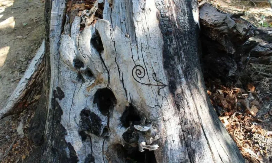 arbol en la senda del mouro