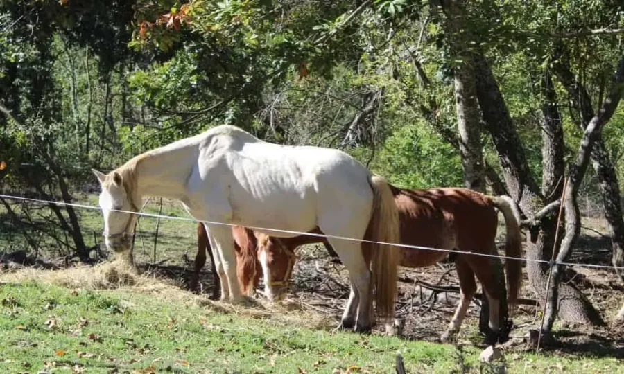 caballos en el área recreativa de senda del mouro