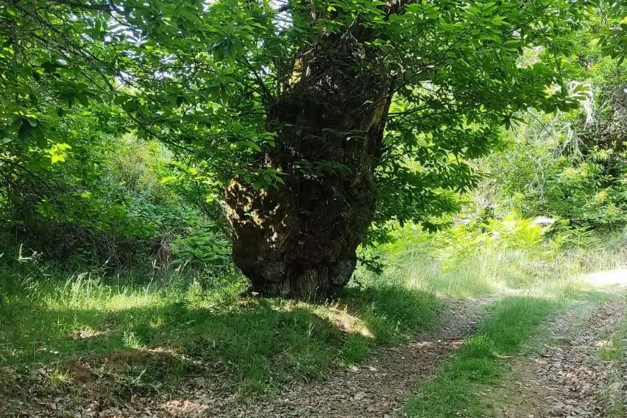 camino al pico picón