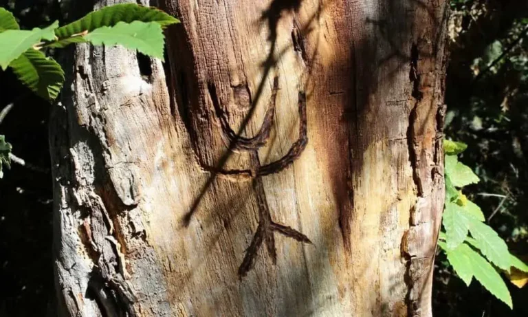 dibujos en la senda del mouro