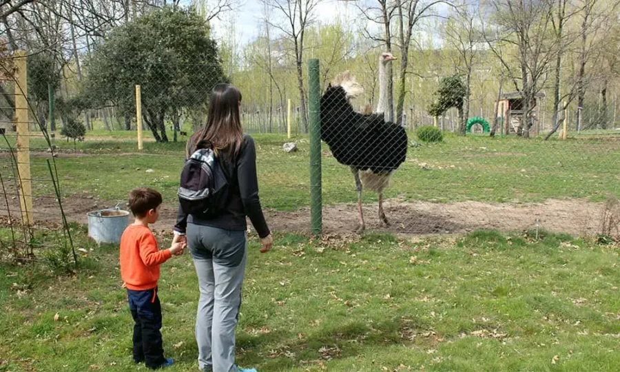 avestruz en la finca fiyuelo