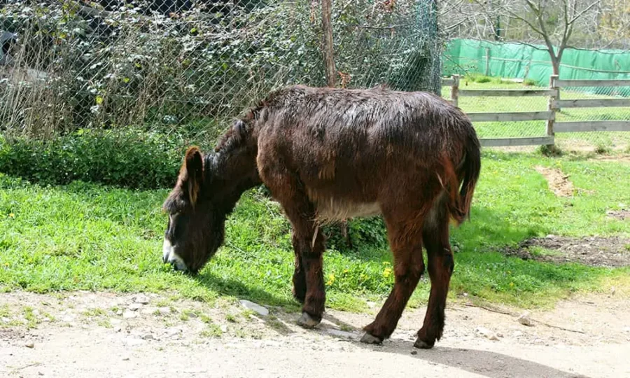 burro en la finca fiyuelo