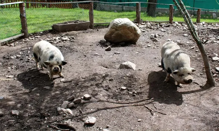 cerdos en la finca fiyuelo