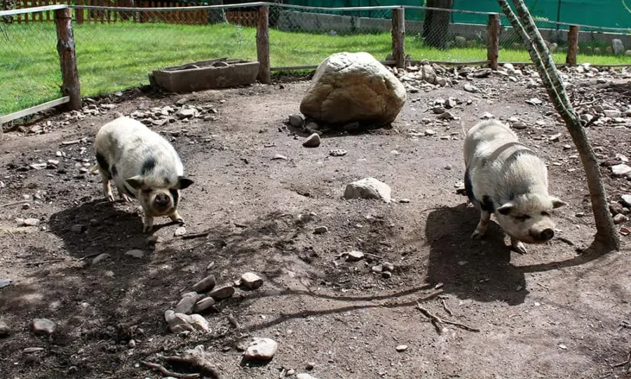 cerdos en la finca fiyuelo