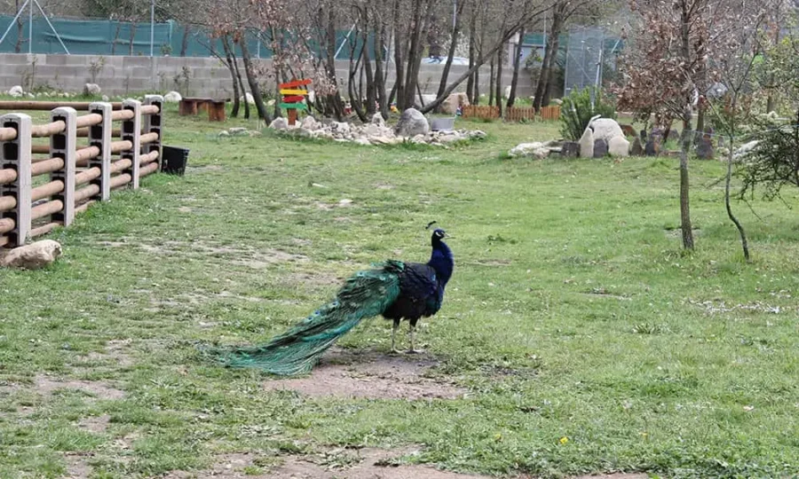 pavo real finca fiyuelo