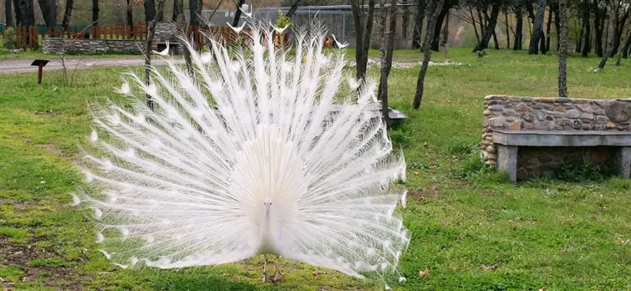pavo real portada