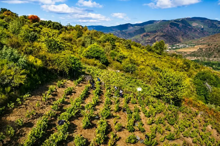 Viñedos del Bierzo